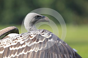 Ruppell vulture