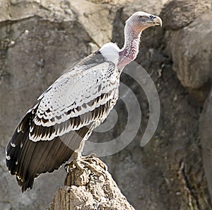 Ruppell& x27;s Griffon Vulture