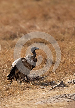 Ruppells Griffon Vulture in Masai Mara