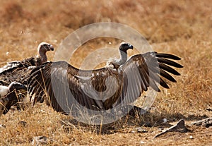 Ruppells Griffon Vulture with wings spread