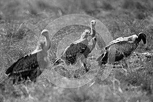 Ruppells Griffon Vultures