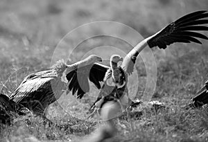 Ruppells Griffon Vultures fighting