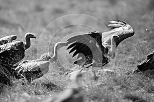 Ruppells Griffon Vultures in the grassland of Mara