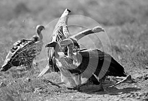 Ruppells Griffon Vultures in Mara