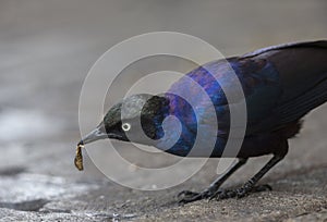 Ruppells Starling feeding at Masaimara,Kenya,Africa,