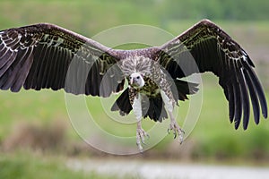 Ruppells vulture flying. Close up of scavenger bird in flight.