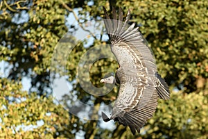 Ruppells Vulture flying