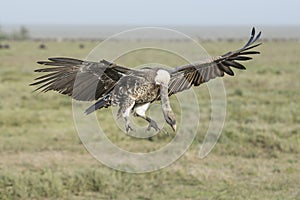 A Ruppells Vulture landing, Tanzania