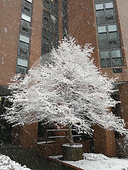 Ruppert upper east side snoe