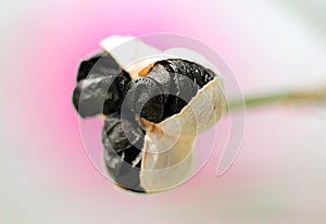 Ruptured flower seed pod