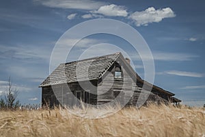 Rural Abandoned Homestead House in a Wheat Field