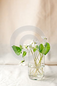 Rural abstract background with vase and spring white flowers . Rustic scene, minimal still life