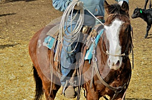 Rural Activity: Ranch horse with rider