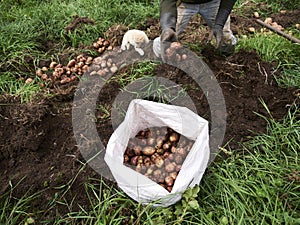 Rural Agriculture: A Look at the Potato Farm Industry