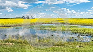 Rural Alberta canola field with oil jack photo