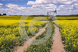 Rural Alberta - Oil Pump jack in the middle of blooming canola fi