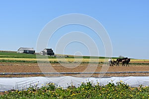 Rural Amish Farm Land with Horses Plowing a Field