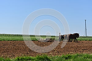 Rural Amish Farmer Plowing Field for Crops