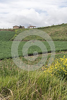 Rural Andean landscape, welsh onion fields, Allium fistulosum, in Aquitania photo