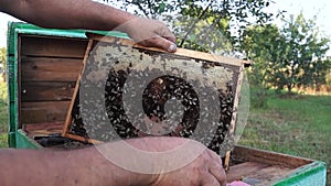 Rural apiary and honey production. Bee hive.