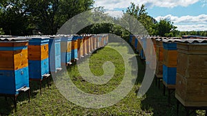 Rural apiary and honey production. Bee hive.