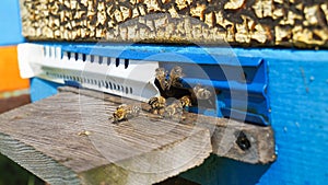 Rural apiary and honey production. Bee hive.