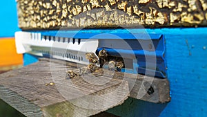 Rural apiary and honey production. Bee hive.