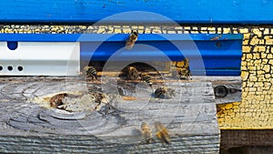 Rural apiary and honey production. Bee hive.