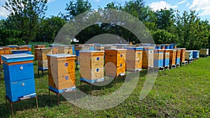 Rural apiary and honey production. Bee hive.