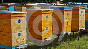 Rural apiary and honey production. Bee hive.