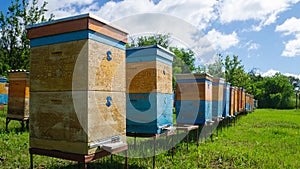 Rural apiary and honey production. Bee hive.