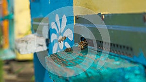 Rural apiary and honey production. Bee hive.