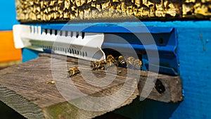 Rural apiary and honey production. Bee hive.