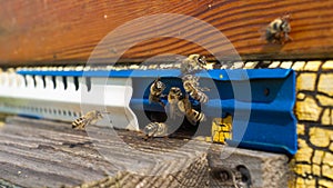 Rural apiary and honey production. Bee hive.