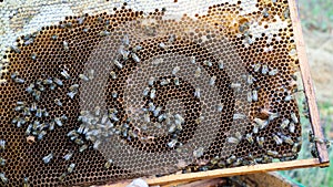 Rural apiary and honey production. Bee hive.