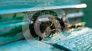 Rural apiary and honey production. Bee hive.