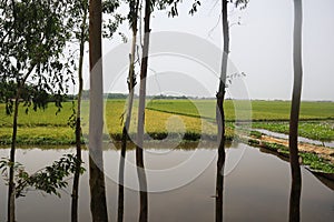 A Rural Area in Bangladesh