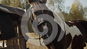 In a rural area, a horse is resting at a stable, it has just been unsaddled and put the saddle on a wooden fence.