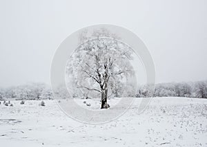 Rural area tree branches covered in the recent mid west blizzard photo