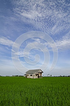 Rural area view surrounding with beautiful green paddy rice field