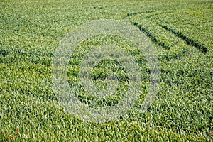 Rural area with wheat cultivation land photo