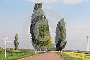 Rural areas. Field. Road. Trees