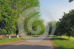 Rural areas. Field. Road. Trees