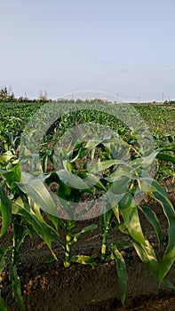 In the rural areas of Taiwan, cornfields in spring.