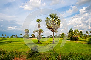 Rural Asian landscape with palm trees and rice fields