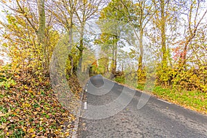 Rural asphalt road between autumn trees