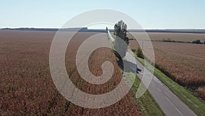Rural asphalt road among fields with corn crops, aerial view