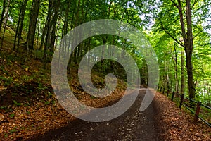 Rural asphalt road through forest