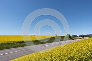 Rural asphalt road in yellow field of oilseed rape plants