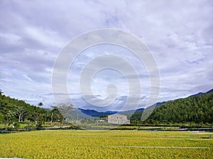 Rural atmosphere with yellowing rice fields